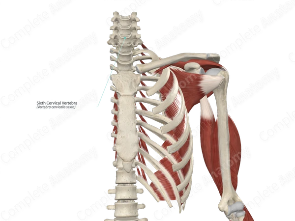 Sixth Cervical Vertebra
