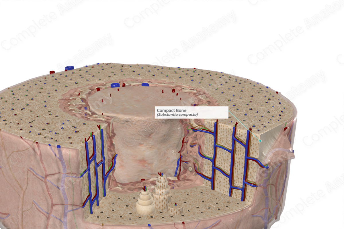 Compact Bone | Complete Anatomy