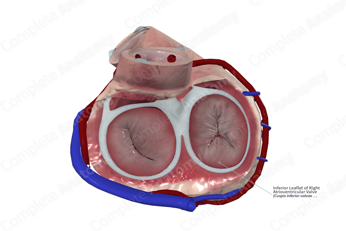 Inferior Leaflet of Right Atrioventricular Valve Complete Anatomy