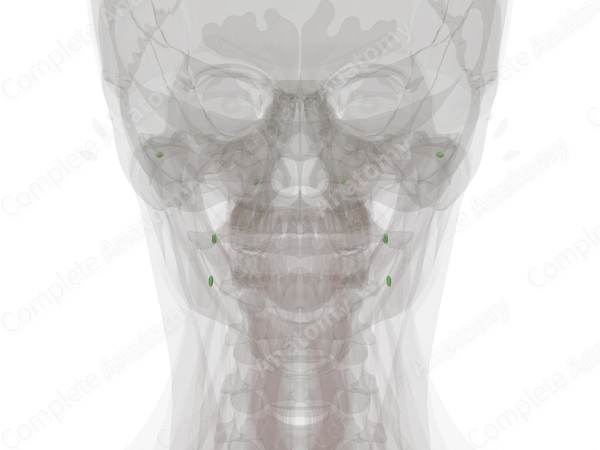 Facial Nodes
