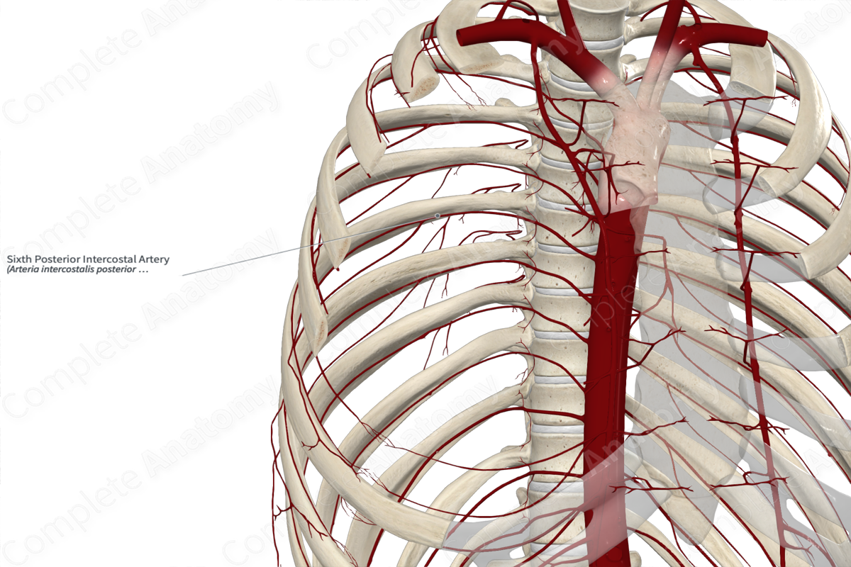 Sixth Posterior Intercostal Artery 