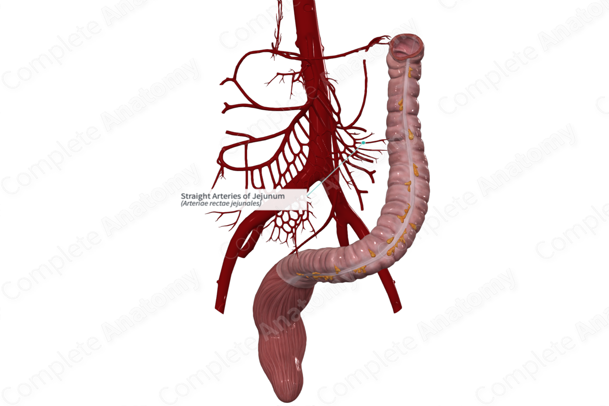 Straight Arteries of Jejunum
