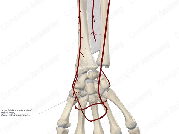 Superficial Palmar Branch of Radial Artery