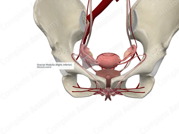 Ovarian Medulla (Right; Inferior)