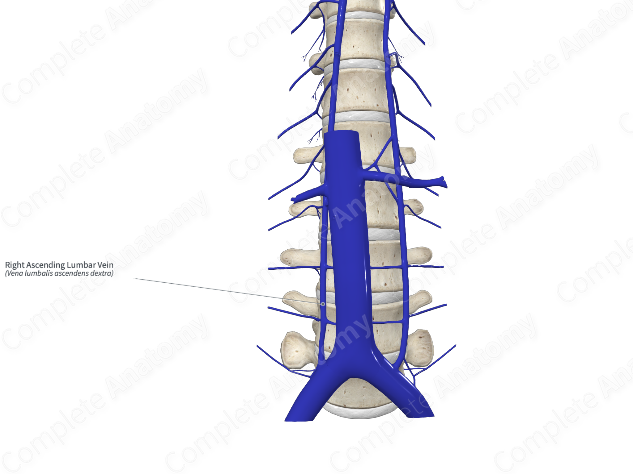 Right Ascending Lumbar Vein Complete Anatomy