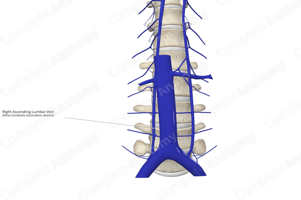 Right Ascending Lumbar Vein Complete Anatomy