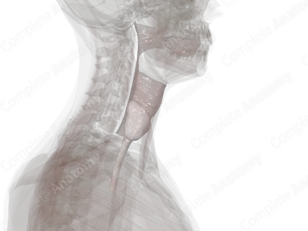 Visceral Cervical Fascia