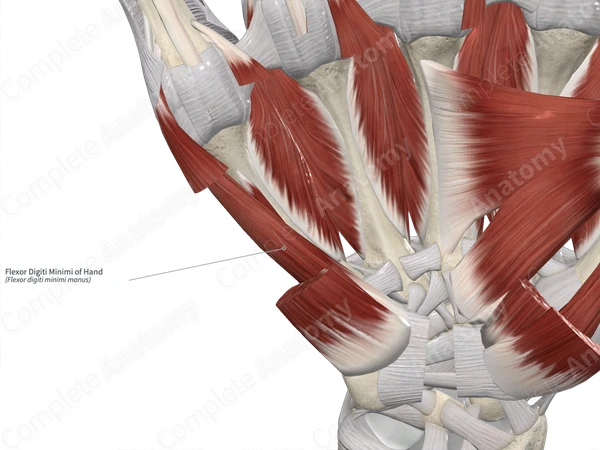 Flexor Digiti Minimi of Hand