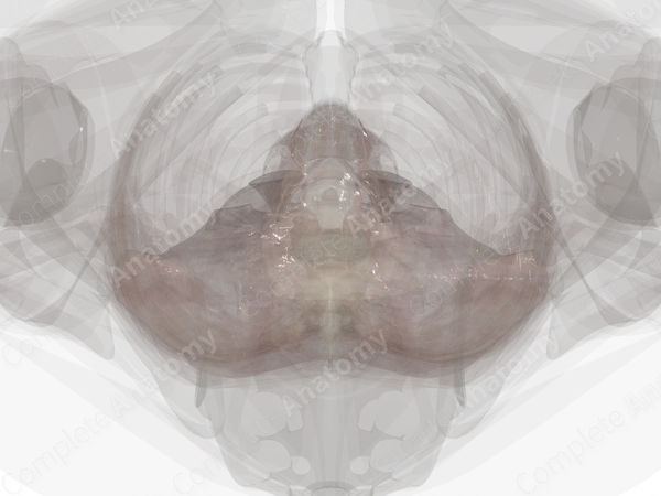 Cervical Fasciae