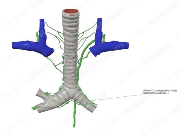 Inferior Tracheobronchial Nodes