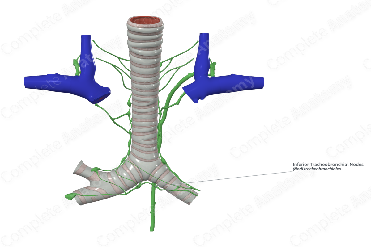 Inferior Tracheobronchial Nodes