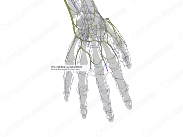 Intercapitular Veins of Hand (Right)