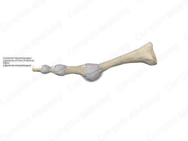 Collateral Interphalangeal Ligaments of Foot (Proximal; Left)