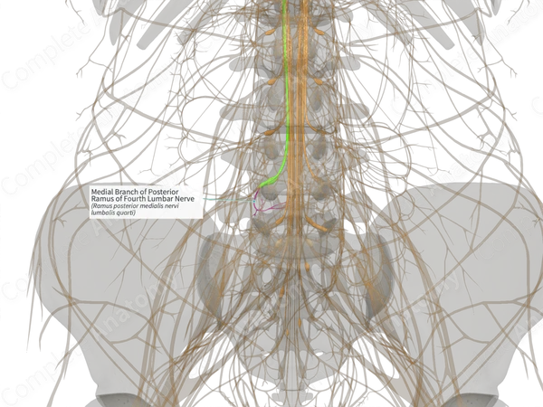 Medial Branch of Posterior Ramus of Fourth Lumbar Nerve (Left)