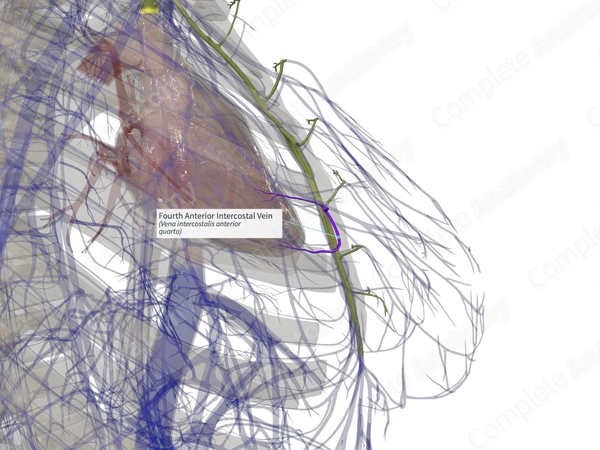 Fourth Anterior Intercostal Vein (Left)