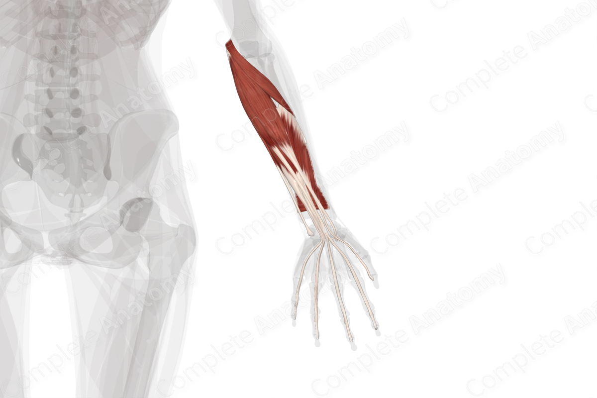 Anterior Compartment of Forearm (Left) | Complete Anatomy