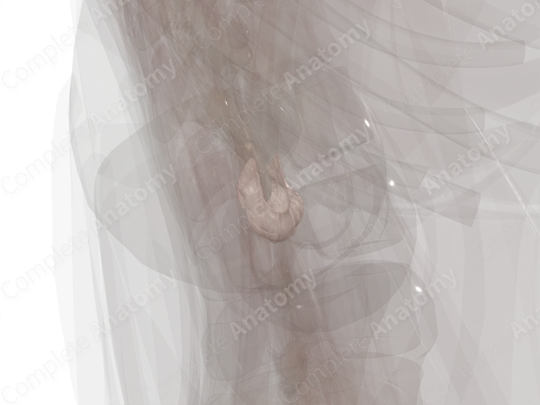 Humeroulnar Joint (Left)