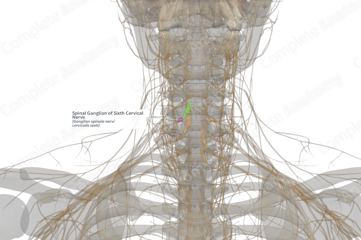 Spinal Ganglion of Sixth Cervical Nerve (Left)