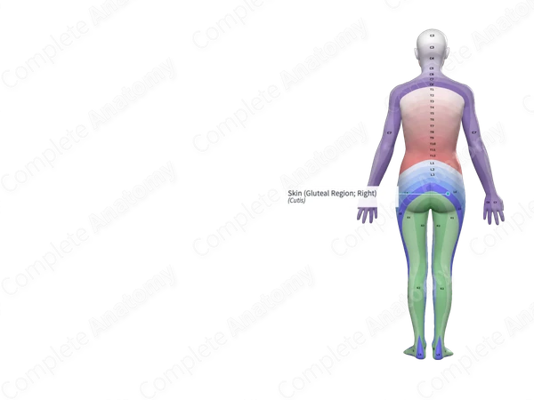 Skin (Gluteal Region; Right)