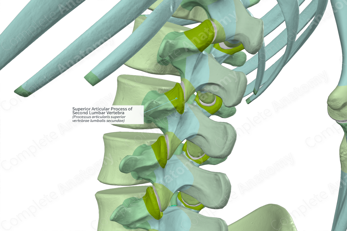 Superior Articular Process of Second Lumbar Vertebra (Left)