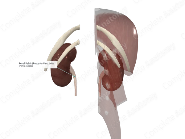Renal Pelvis (Posterior Part; Right)