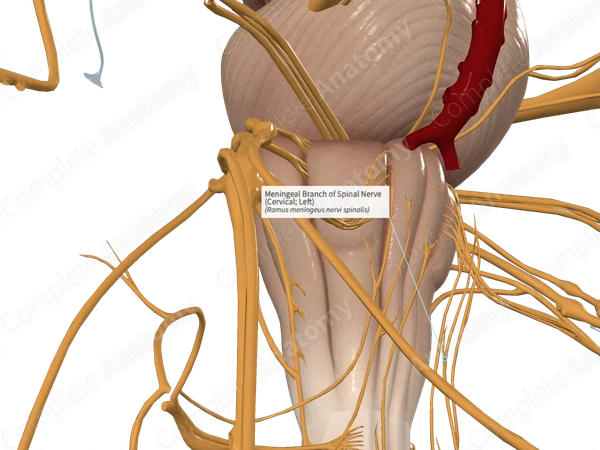 Meningeal Branch of Spinal Nerve (Cervical; Right)