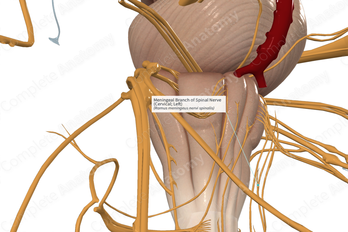 Meningeal Branch of Spinal Nerve (Cervical; Right)