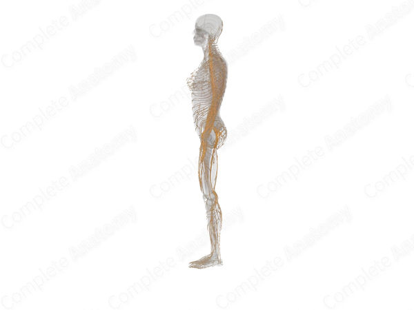 Spinal Nerves