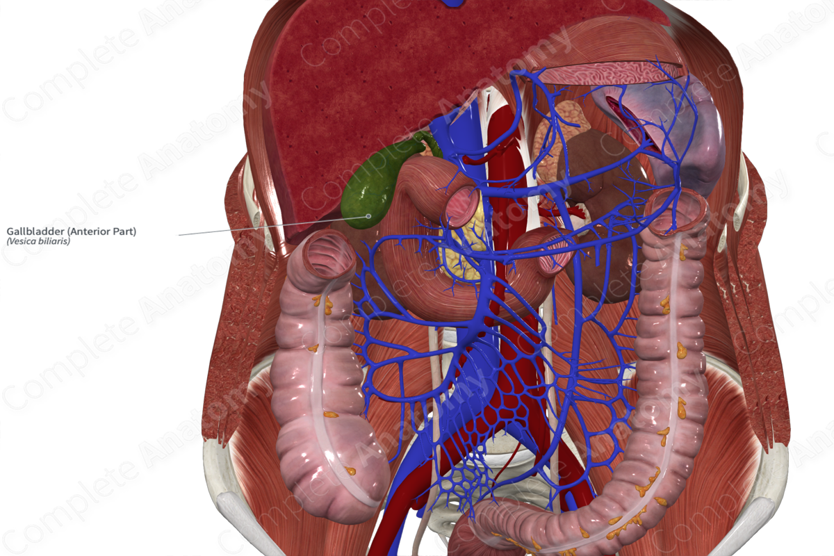 Gallbladder (Anterior Part)