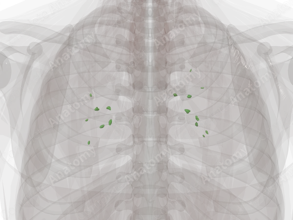 Pulmonary Lymph Nodes