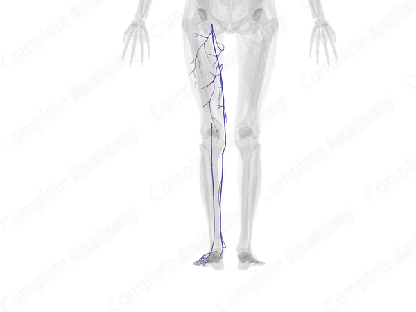 Superficial Veins of Lower Limb (Left)