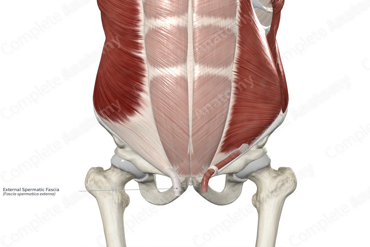 External Spermatic Fascia 