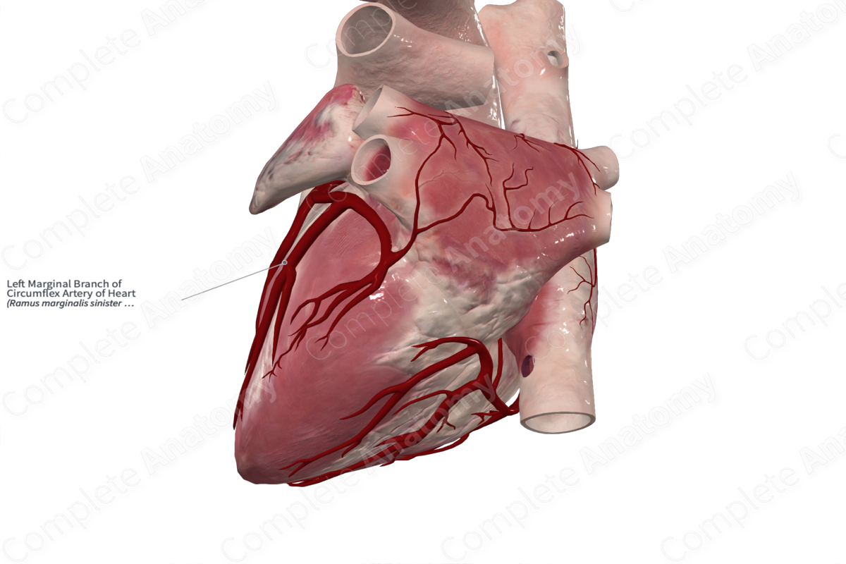 Left Marginal Branch of Circumflex Artery of Heart