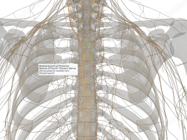 Medial Branch of Posterior Ramus of Fourth Thoracic Nerve (Right)