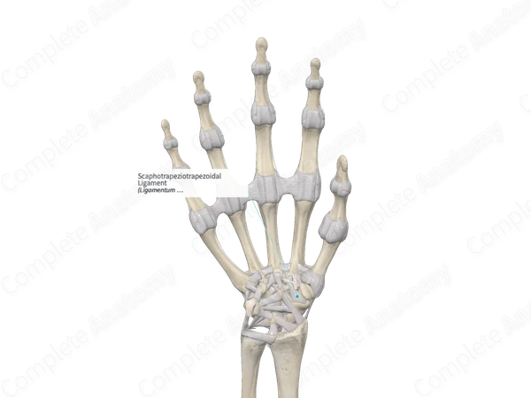 Scaphotrapeziotrapezoidal Ligament 