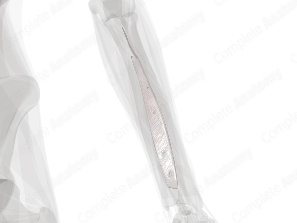 Radioulnar Syndesmoses (Left) | Complete Anatomy