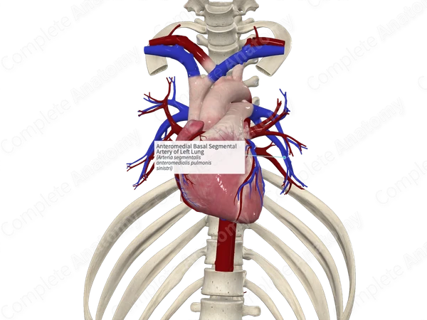 Anteromedial Basal Segmental Artery of Left Lung