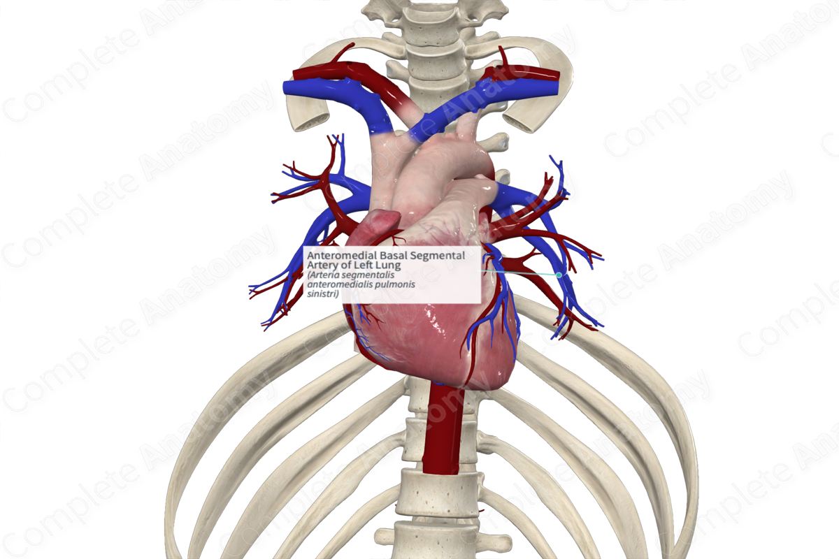 Anteromedial Basal Segmental Artery of Left Lung
