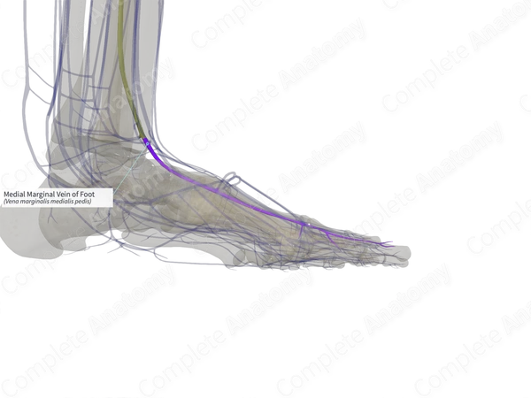 Medial Marginal Vein of Foot (Left)