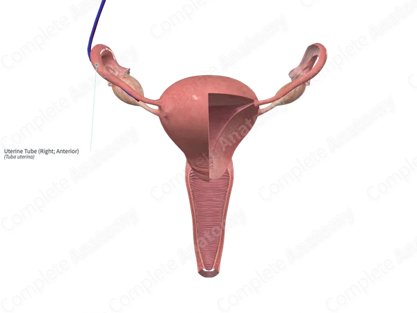 Uterine Tube (Right; Anterior)