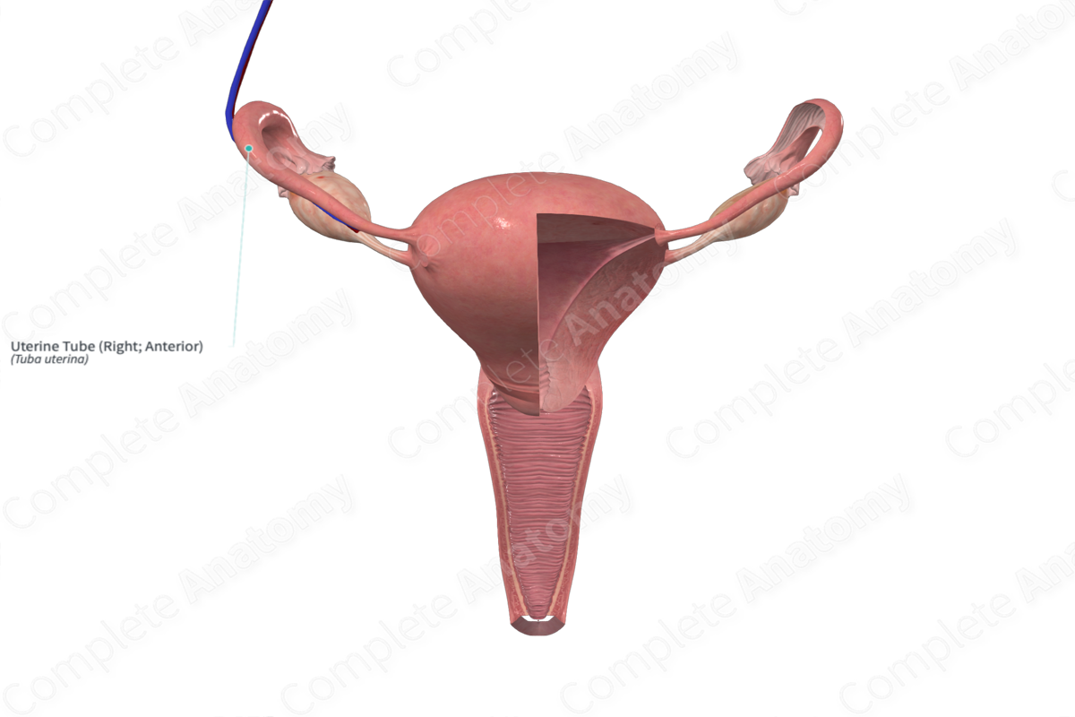 Uterine Tube (Right; Anterior)