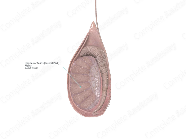 Lobules of Testis (Lateral Part; Left)