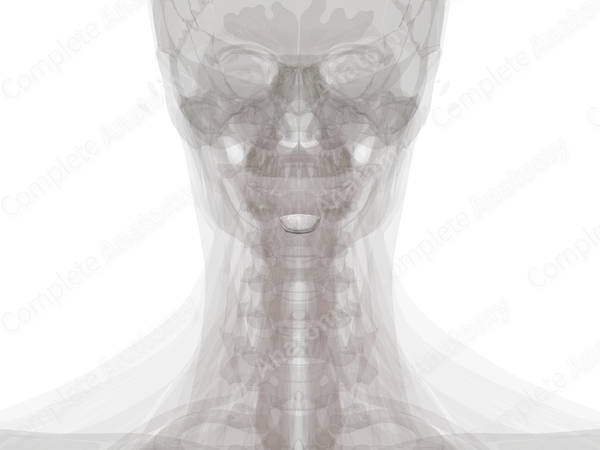 Intervertebral Symphysis (C2-C3)