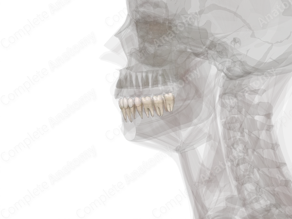 Mandibular Dental Arch