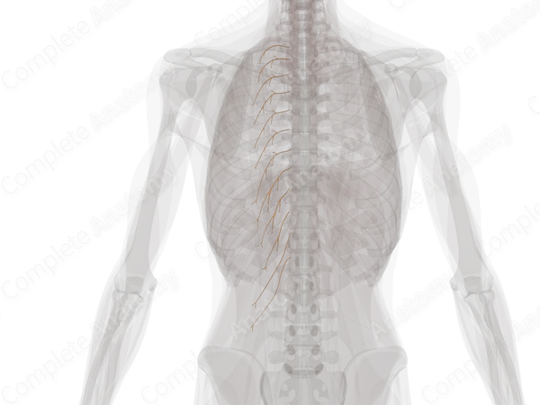Lateral Branches of Posterior Rami of Thoracic Nerves (Left)