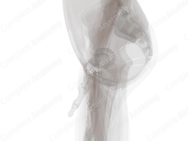Carpometacarpal Joints (Left)