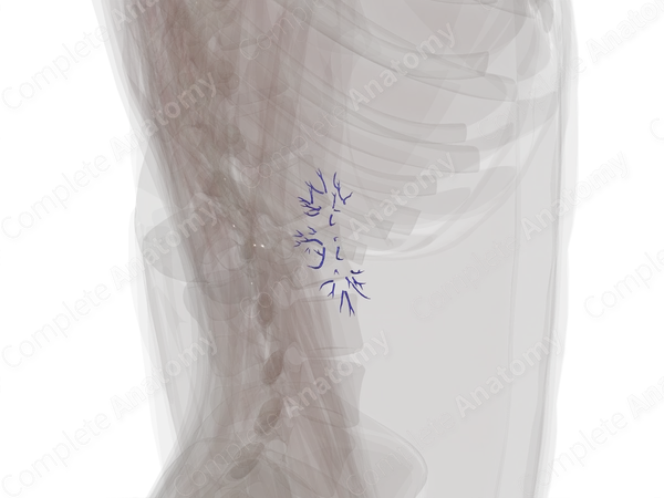 Intrarenal Veins of Right Kidney