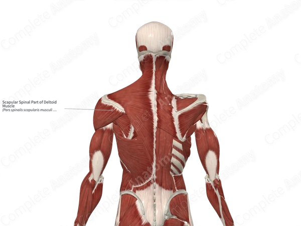 Scapular Spinal Part of Deltoid Muscle 