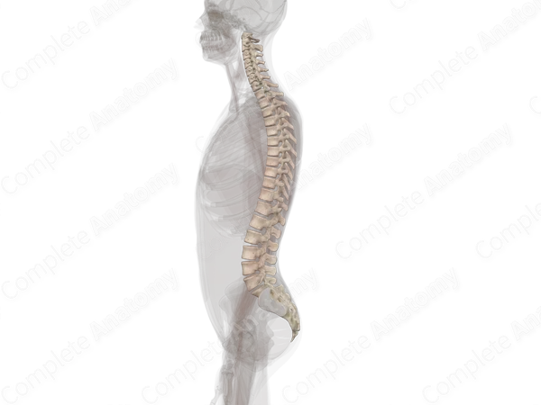 Vertebral Column
