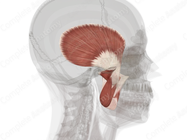 Masticatory Muscles (Left)